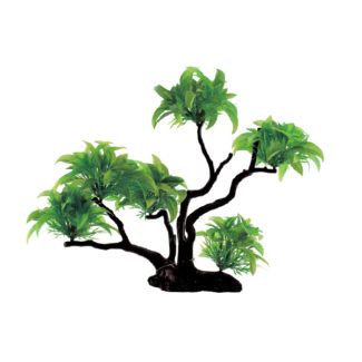 ArtUniq Bucephalandra spathulifolia on bonsai 30