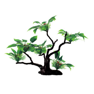 ArtUniq Bucephalandra bogneri on bonsai 32