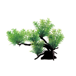ArtUniq Rotala green on bonsai 21