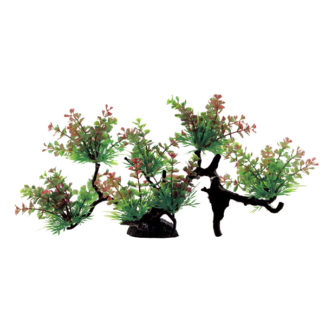 ArtUniq Hydrocotyle tripartita on bonsai 22