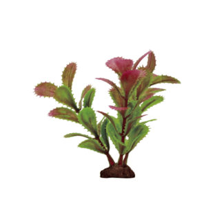 ArtUniq Proserpinaca red-green Set 6×10