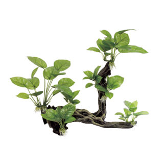 ArtUniq Branched Driftwood With Anubias L2