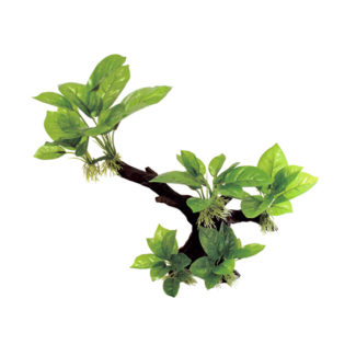 ArtUniq Branched Driftwood With Anubias M1