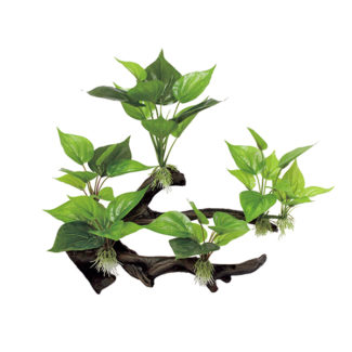 ArtUniq Branched Driftwood With Anubias M4